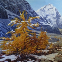 young larches on opabin plateau