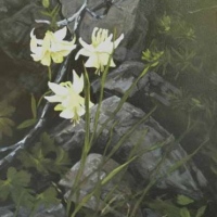 beauty hidden in the boulders - yellow columbine