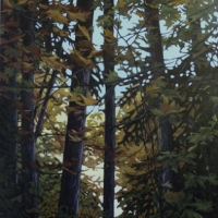 forest draped in fall colour