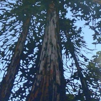 giant trees muirs woods