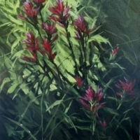 indian paintbrush in the forest shadow