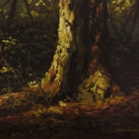 light bathing tree in deep forest