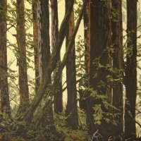 see through the dark forest to the light