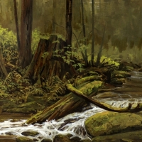 water flowing through old cedar forest